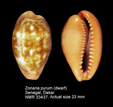 Zonaria pyrum (dwarf).jpg - Zonaria pyrum(Gmelin,1791)